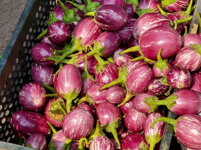 Terung (Brinjal)