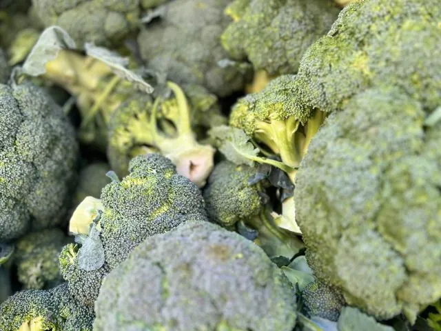 Brokoli (Broccoli)