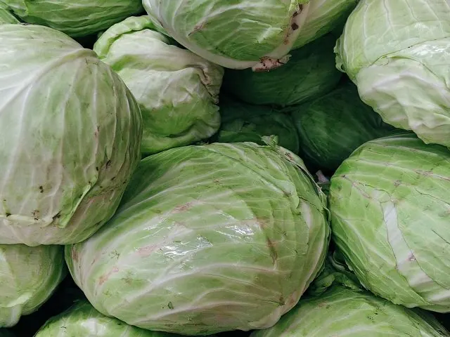 Kubis (Cabbage)